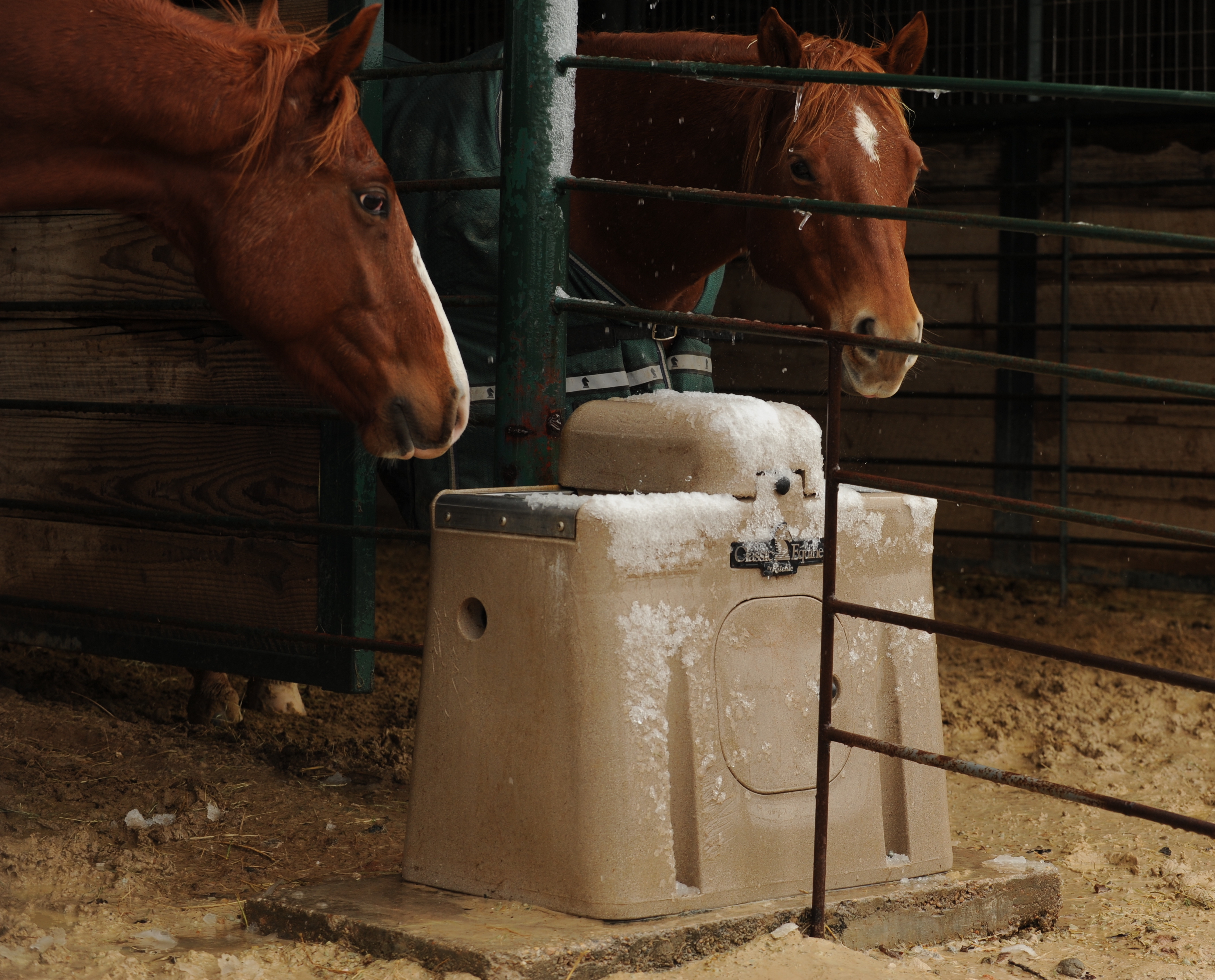 As Temperatures Fall, Your Horse's Water Needs To Rise | Ritchie  Industries, Inc