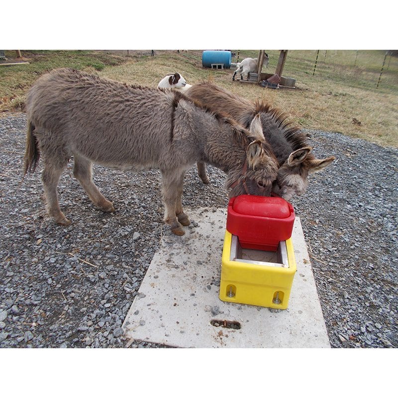 RITCHIE OMNI FOUNT 2 SPECIAL GOAT SHEEP CALVES  AUTOMATIC LIVESTOCK WATERER  USA 