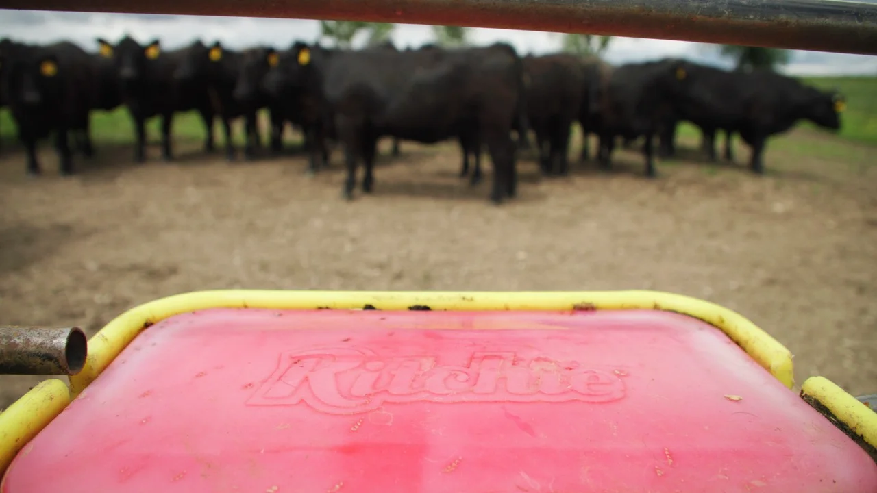 healthy cattle standing by ritchie waterer
